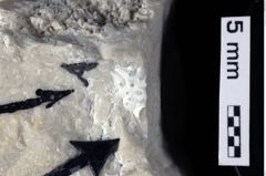 Foto (Detailansicht) von Tenuihomola ortwini (NHMW-GEO-1990-0041-0340a)